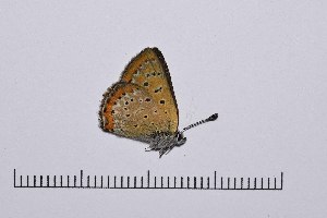  ( - RVcoll15P030)  @12 [ ] Copyright (2016) Roger Vila Institut de Biologia Evolutiva (CSIC-UPF), Butterfly Diversity and Evolution Lab