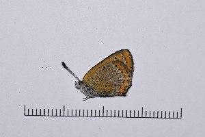  ( - RVcoll16H861)  @12 [ ] Copyright (2016) Roger Vila Institut de Biologia Evolutiva (CSIC-UPF), Butterfly Diversity and Evolution Lab