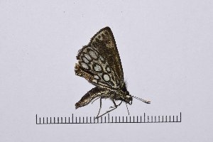  ( - RVcoll16J603)  @13 [ ] Copyright (2016) Roger Vila Institut de Biologia Evolutiva (CSIC-UPF), Butterfly Diversity and Evolution Lab