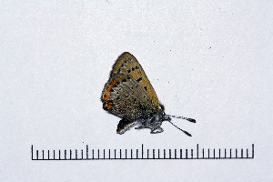  ( - RVcoll16G829)  @12 [ ] Copyright (2016) Roger Vila Institut de Biologia Evolutiva (CSIC-UPF), Butterfly Diversity and Evolution Lab