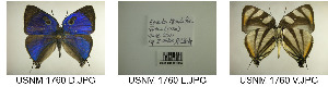  ( - USNM ENT 00181760)  @12 [ ] CreativeCommons - Attribution Non-Commercial No Derivatives (2015) Unspecified Smithsonian Institution
