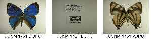  ( - USNM ENT 00181761)  @12 [ ] CreativeCommons - Attribution Non-Commercial No Derivatives (2015) Unspecified Smithsonian Institution