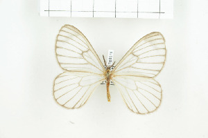  ( - BC-TB8018)  @13 [ ] Copyright (2010) Thierry Bouyer Research Collection of Phillipe Leonard