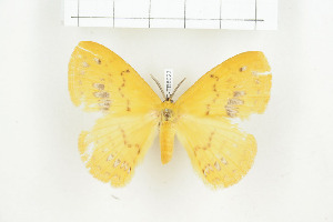  (Stenoglene citrina - BC-TB8023)  @13 [ ] Copyright (2010) Thierry Bouyer Research Collection of Phillipe Leonard