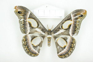  ( - BC-TB8054)  @14 [ ] Copyright (2010) Thierry Bouyer Research Collection of Phillipe Leonard
