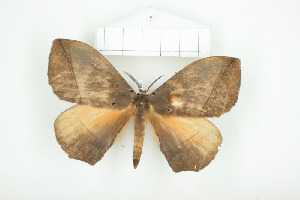  ( - BC-TB8083)  @14 [ ] Copyright (2010) Thierry Bouyer Research Collection of Phillipe Leonard