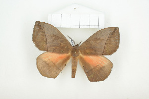  ( - BC-TB8084)  @14 [ ] Copyright (2010) Thierry Bouyer Research Collection of Phillipe Leonard