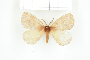  ( - BC-TB8089)  @12 [ ] Copyright (2010) Thierry Bouyer Research Collection of Phillipe Leonard