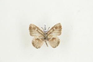  ( - BC-TB9141)  @12 [ ] Copyright (2012) Thierry Bouyer Research Collection of Thierry Bouyer