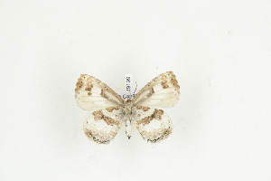  ( - BC-TB9199)  @12 [ ] Copyright (2012) Thierry Bouyer Research Collection of Thierry Bouyer