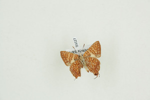  ( - BC-TB9527)  @11 [ ] Copyright (2012) Thierry Bouyer Research Collection of Thierry Bouyer