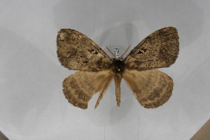  ( - BC-TB5620)  @13 [ ] Copyright (2010) Thierry Bouyer Research Collection of Thierry Bouyer