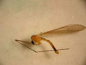  ( - PPDLL-BG-07-04)  @13 [ ] CreativeCommons - Attribution Non-Commercial Share-Alike (2014) Unspecified Univerity Babes-Bolyai, Hungarian Dept. of Biology and Ecology