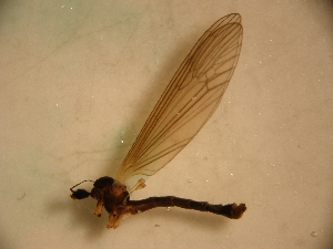  ( - PPDLL-RO-24-01)  @13 [ ] CreativeCommons - Attribution Non-Commercial Share-Alike (2014) Unspecified Univerity Babes-Bolyai, Hungarian Dept. of Biology and Ecology