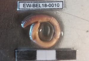  ( - EW-BEL18-0010)  @11 [ ] CreativeCommons - Attribution Non-Commercial Share-Alike (2019) Quentin Gabriac Universite Montpellier, CEFE Lab
