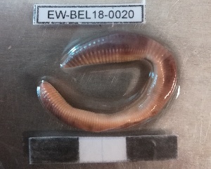  ( - EW-BEL18-0020)  @11 [ ] CreativeCommons - Attribution Non-Commercial Share-Alike (2019) Quentin Gabriac Universite Montpellier, CEFE Lab