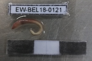  ( - EW-BEL18-0121)  @11 [ ] CreativeCommons - Attribution Non-Commercial Share-Alike (2019) Quentin Gabriac Universite Montpellier, CEFE Lab