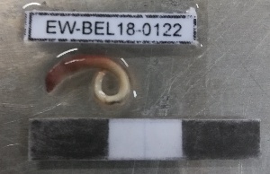  ( - EW-BEL18-0122)  @11 [ ] CreativeCommons - Attribution Non-Commercial Share-Alike (2019) Quentin Gabriac Universite Montpellier, CEFE Lab