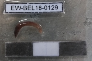  ( - EW-BEL18-0129)  @11 [ ] CreativeCommons - Attribution Non-Commercial Share-Alike (2019) Quentin Gabriac Universite Montpellier, CEFE Lab