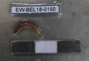  ( - EW-BEL18-0150)  @11 [ ] CreativeCommons - Attribution Non-Commercial Share-Alike (2019) Quentin Gabriac Universite Montpellier, CEFE Lab