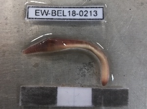  ( - EW-BEL18-0213)  @11 [ ] CreativeCommons - Attribution Non-Commercial Share-Alike (2019) Quentin Gabriac Universite Montpellier, CEFE Lab