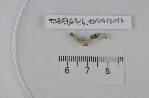  ( - TSBF.1.G2.4)  @12 [ ] CreativeCommons - Attribution Non-Commercial Share-Alike (2014) Philippe Mora Université Paris-Est Créteil