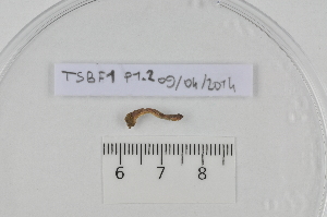  ( - TSBF.1.P1.2)  @12 [ ] CreativeCommons - Attribution Non-Commercial Share-Alike (2014) Philippe Mora Université Paris-Est Créteil