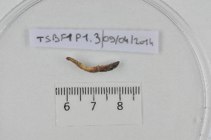  ( - TSBF.1.P1.3)  @12 [ ] CreativeCommons - Attribution Non-Commercial Share-Alike (2014) Philippe Mora Université Paris-Est Créteil