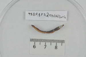  ( - TSBF.1.P3.2)  @12 [ ] CreativeCommons - Attribution Non-Commercial Share-Alike (2014) Philippe Mora Université Paris-Est Créteil