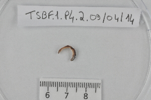  ( - TSBF.1.P4.2)  @12 [ ] CreativeCommons - Attribution Non-Commercial Share-Alike (2014) Philippe Mora Université Paris-Est Créteil