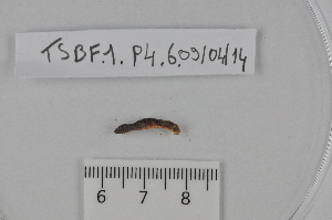  ( - TSBF.1.P4.6)  @12 [ ] CreativeCommons - Attribution Non-Commercial Share-Alike (2014) Philippe Mora Université Paris-Est Créteil