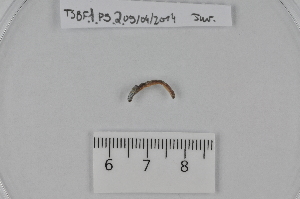  ( - TSBF.1.P5.2)  @12 [ ] CreativeCommons - Attribution Non-Commercial Share-Alike (2014) Philippe Mora Université Paris-Est Créteil