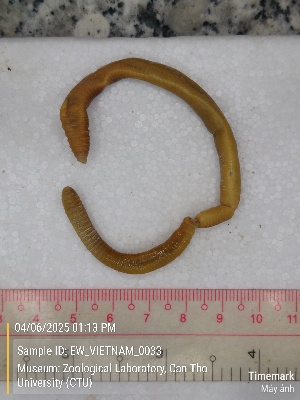  ( - EW_VIETNAM_0033)  @11 [ ] by-nc-sa (2025) Thibaud Decaëns University of Montpellier