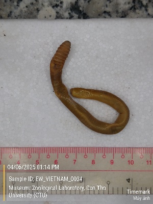  ( - EW_VIETNAM_0034)  @11 [ ] by-nc-sa (2025) Thibaud Decaëns University of Montpellier