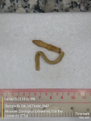  (Amynthas sp.7 - EW_VIETNAM_0047)  @11 [ ] by-nc-sa (2025) Thibaud Deca&euml;ns University of Montpellier