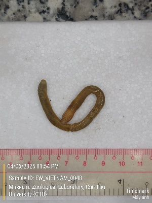  ( - EW_VIETNAM_0048)  @11 [ ] by-nc-sa (2025) Thibaud Deca&euml;ns University of Montpellier