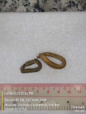  ( - EW_VIETNAM_0049)  @11 [ ] by-nc-sa (2025) Thibaud Deca&euml;ns University of Montpellier