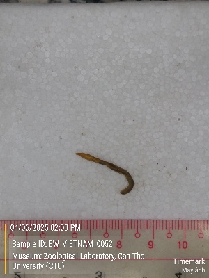  ( - EW_VIETNAM_0052)  @11 [ ] by-nc-sa (2025) Thibaud Deca&euml;ns University of Montpellier