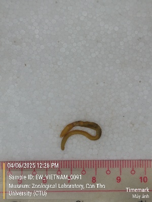  ( - EW_VIETNAM_0091)  @11 [ ] by-nc-sa (2025) Thibaud Deca&euml;ns University of Montpellier