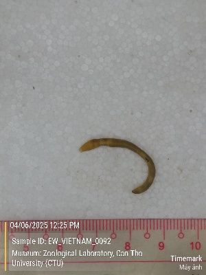  ( - EW_VIETNAM_0092)  @11 [ ] by-nc-sa (2025) Thibaud Deca&euml;ns University of Montpellier