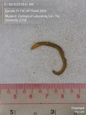  (Amynthas sp.3 - EW_VIETNAM_0093)  @11 [ ] by-nc-sa (2025) Thibaud Deca&euml;ns University of Montpellier