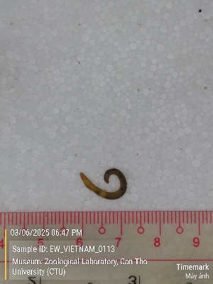  (Amynthas sp. 1 - EW_VIETNAM_0113)  @11 [ ] by-nc-sa (2025) Thibaud Deca&euml;ns University of Montpellier