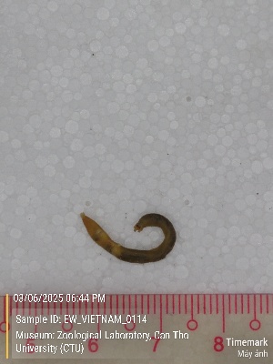  ( - EW_VIETNAM_0114)  @11 [ ] by-nc-sa (2025) Thibaud Deca&euml;ns University of Montpellier