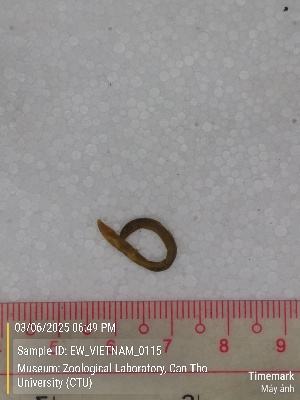  ( - EW_VIETNAM_0115)  @11 [ ] by-nc-sa (2025) Thibaud Deca&euml;ns University of Montpellier