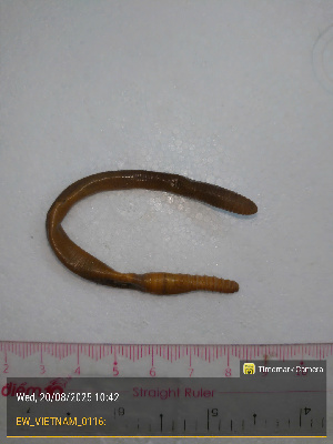  ( - EW_VIETNAM_0116)  @11 [ ] by-nc-sa (2025) Thibaud Decaëns University of Montpellier