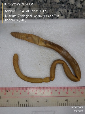  ( - EW_VIETNAM_0117)  @11 [ ] by-nc-sa (2025) Thibaud Decaëns University of Montpellier