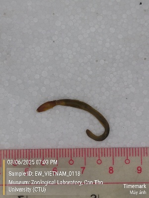  ( - EW_VIETNAM_0118)  @11 [ ] by-nc-sa (2025) Thibaud Deca&euml;ns University of Montpellier