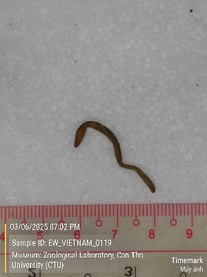  ( - EW_VIETNAM_0119)  @11 [ ] by-nc-sa (2025) Thibaud Deca&euml;ns University of Montpellier