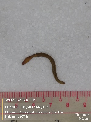  ( - EW_VIETNAM_0120)  @11 [ ] by-nc-sa (2025) Thibaud Deca&euml;ns University of Montpellier