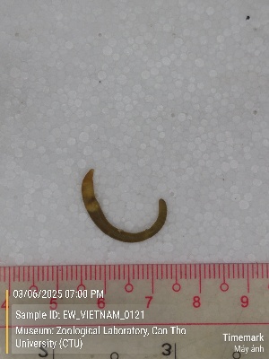  ( - EW_VIETNAM_0121)  @11 [ ] by-nc-sa (2025) Thibaud Deca&euml;ns University of Montpellier